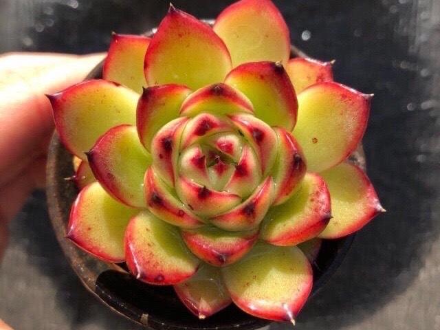 好看又难养的多肉,漂亮的多肉都难养是个误区