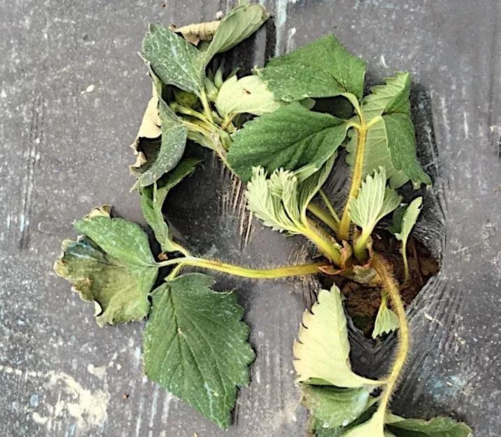 草莓炭疽病与根腐病是什么引起的,安徽草莓炭疽病零星发病怎么办