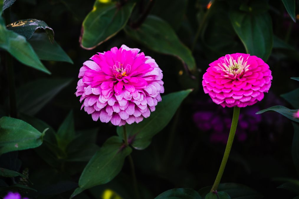 她是滔滔千里黄河的宠儿，阴山之下、河套之上的掌上明珠