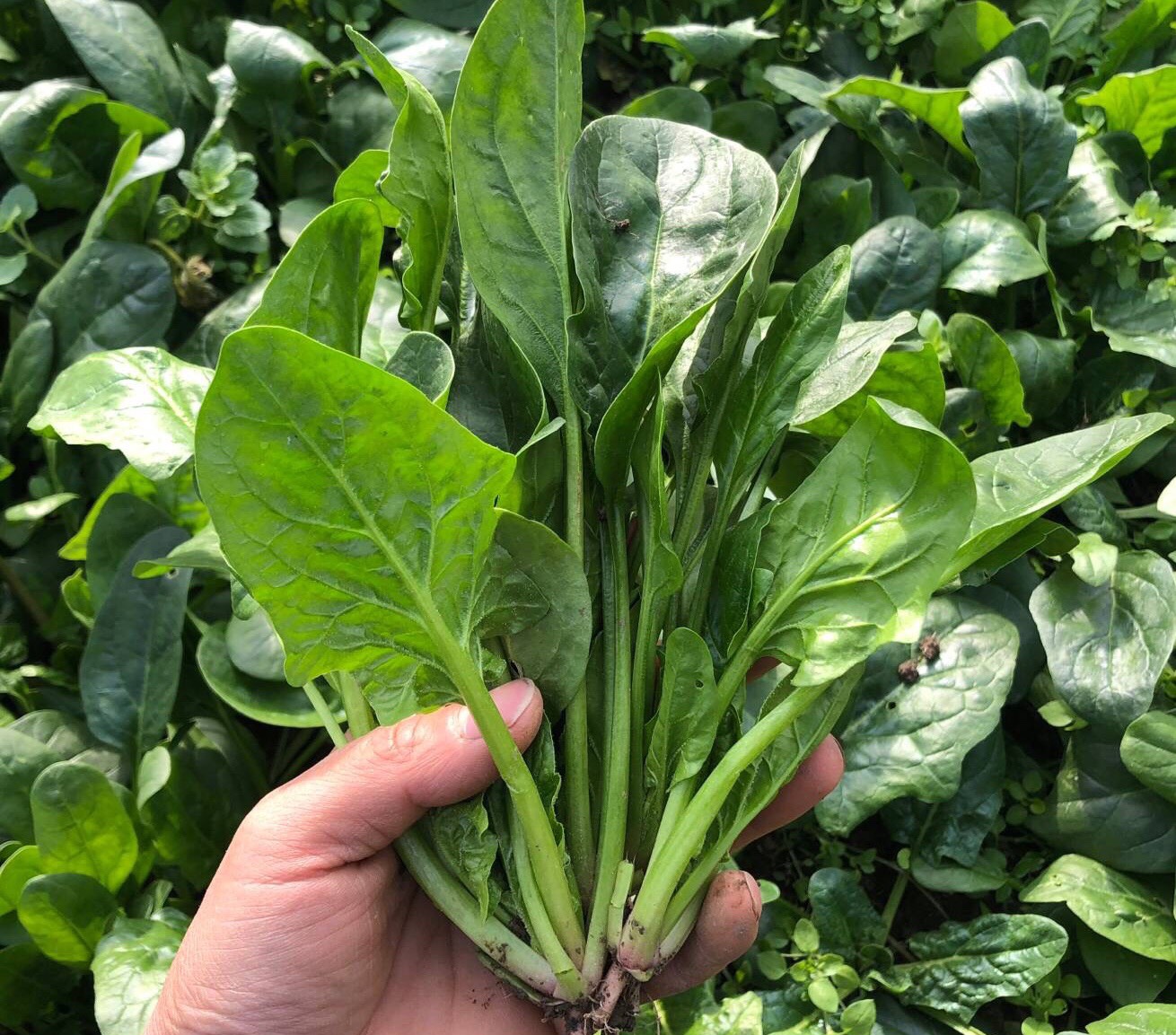 阳台种菜怎么种才能高产视频,阳台种菜方法如何把菜种好