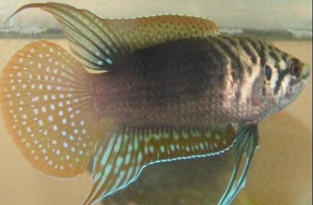 圆尾斗鱼能和泰国斗鱼杂交吗,圆尾斗鱼观赏鱼