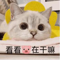 调戏女朋友的套路表情包,撩人表情包你肯定喜欢我