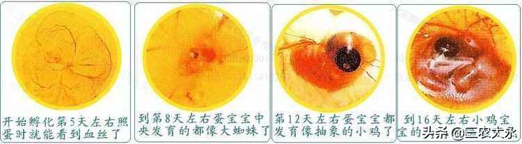 孵化操作教程,孵化鸡种蛋怎么正确预热