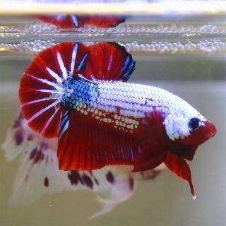 泰国斗鱼在泰国的饲养环境,泰国斗鱼养殖需要什么条件