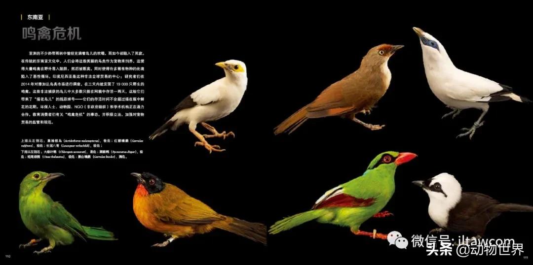 十大濒危动物国际珍惜动物保护日,世界珍稀保护动物保护日