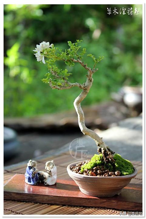 盆景入门技巧与秘籍,盆景造型基本原则
