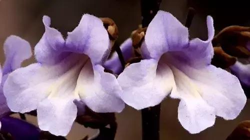 天津除了桃花堤哪里还有桃花,天津看桃花的北运河桃花堤