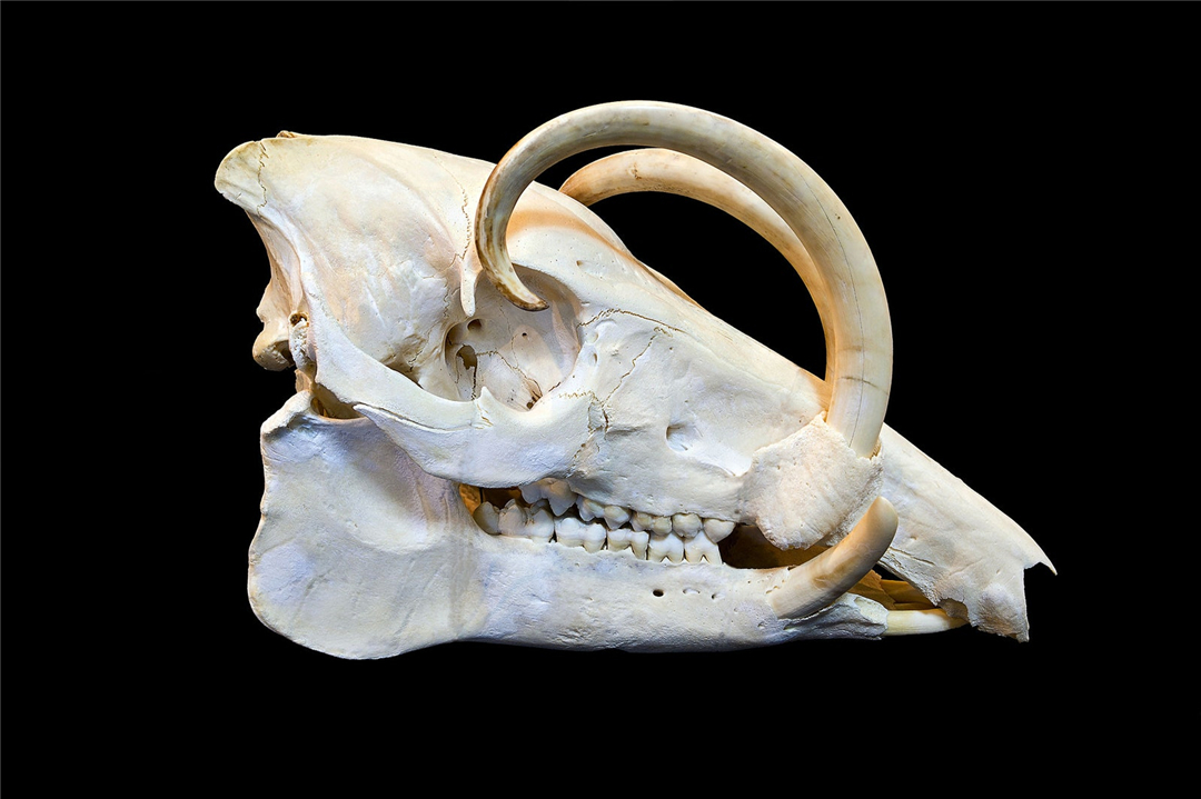 没有天敌会怎样,没有天敌的危害