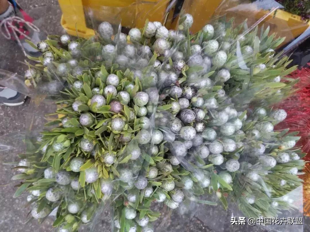 春天花市有哪些花材,便宜又大把的花材有哪些