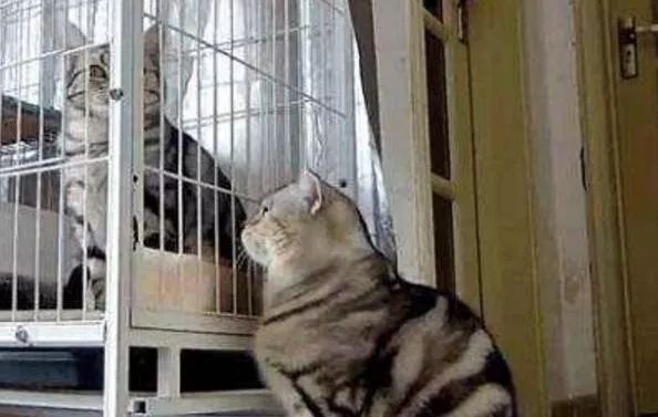 辟谣！猫咪发情用棉签可以止住？谨慎猫咪患上子宫蓄脓