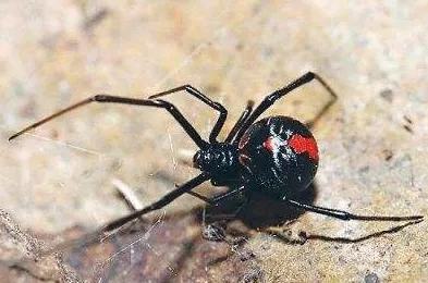 飞碟社一年赚多少钱,飞碟社赚了多少钱