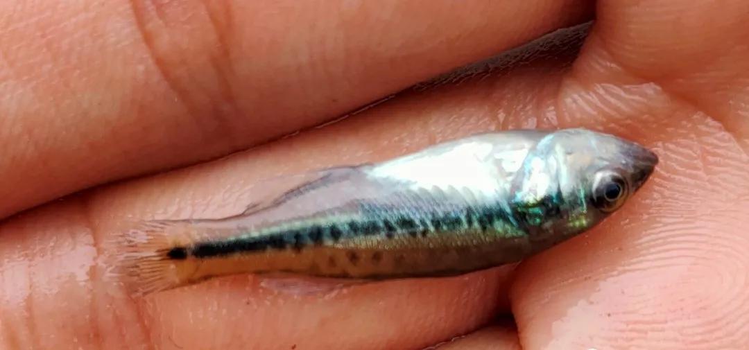 加州鲈鱼苗熟身病处理方法,加州鲈熟身病怎么治疗