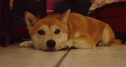 Pick到一家宝藏「宠物写真馆」！福利已谈好，铲屎官快冲鸭