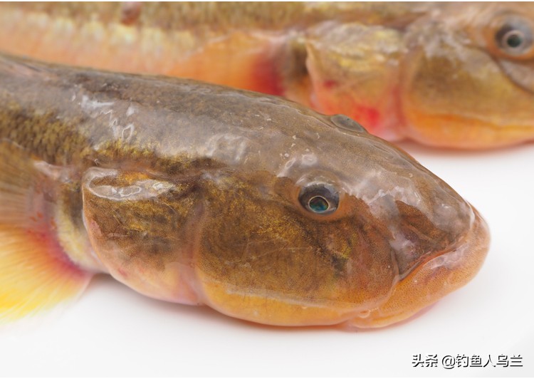 沙光鱼怎么抓最好,沙光鱼怎么烹饪才好吃