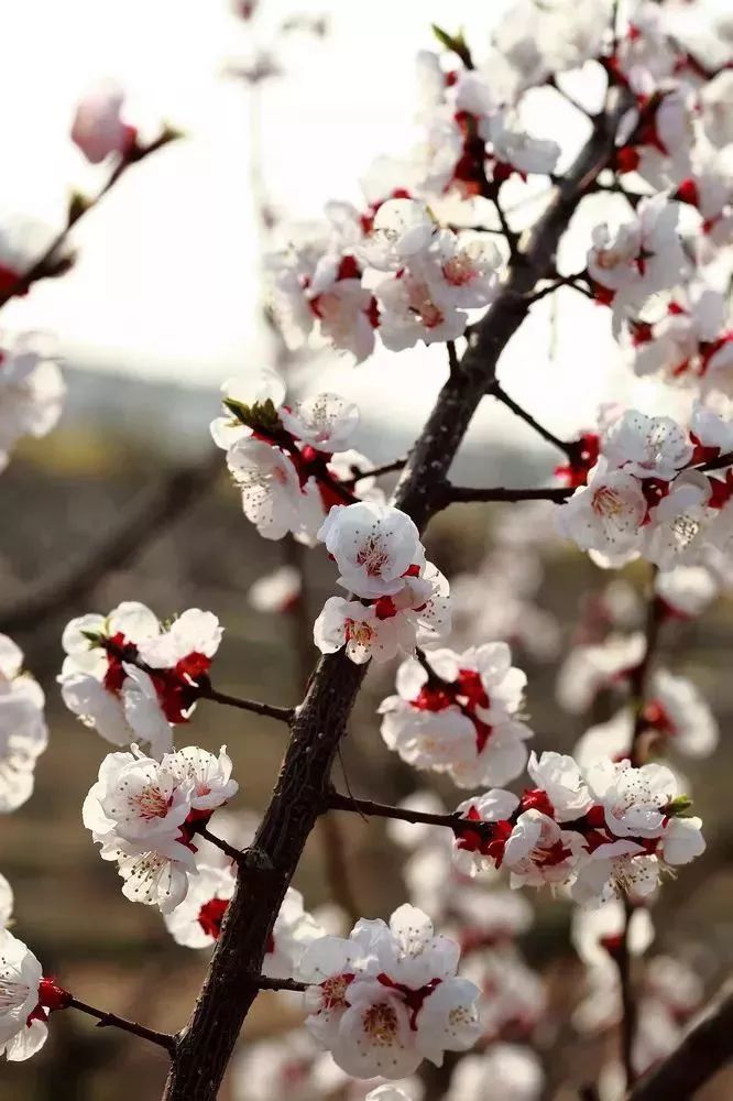 看到花的时候，不知是什么花？那就收下这份百花图谱