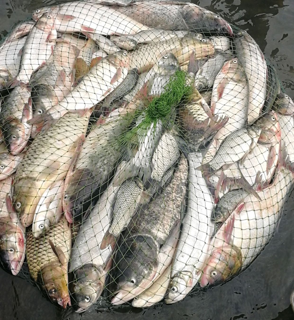 钓鱼人关注了，这六种垂钓行为，四种用饵被纳入监管，禁止使用！