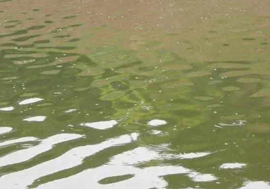 窝子里面有鱼泡就是不吃钩怎么办,窝里有小泡但没有鱼咬钩