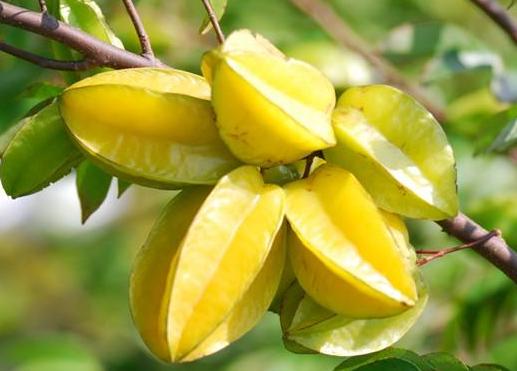 入暑后吃什么水果最好,处暑过后吃点什么