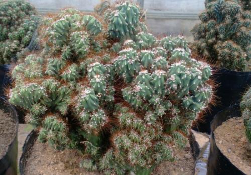 山影拳怎么养才能开花,盆栽山影拳怎么养