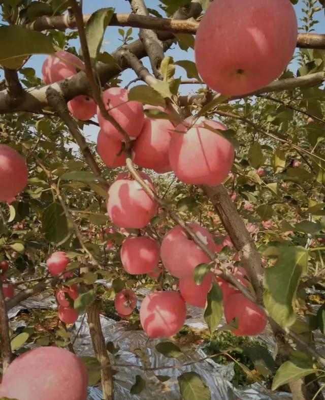 磷酸二氢钾如何使用效果最好,怎样的磷酸二氢钾才是真的