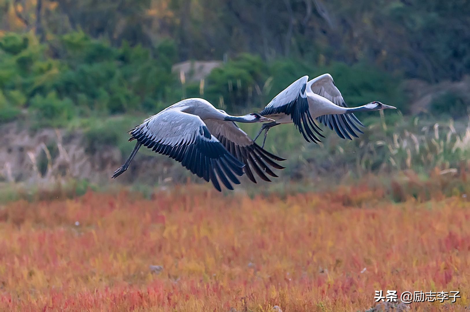 宁夏候鸟,候鸟监测简报
