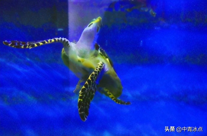 徐州一“黑老大”的宠物牵出600只海龟大案，检察官逐只追回，全国30城市联动，送海龟回家