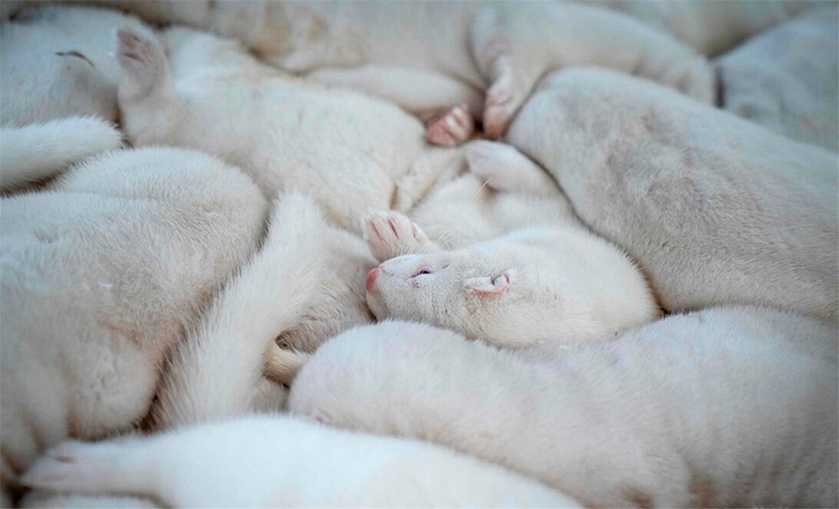 丹麦水貂感染新冠病毒,丹麦水貂感染新冠