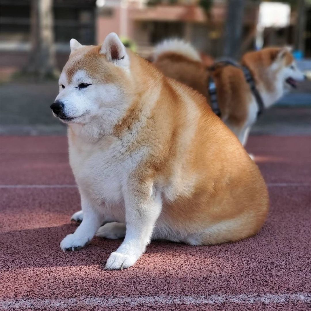 柴犬价格分析全国各地区柴犬报价,为什么柴犬价格差距这么大