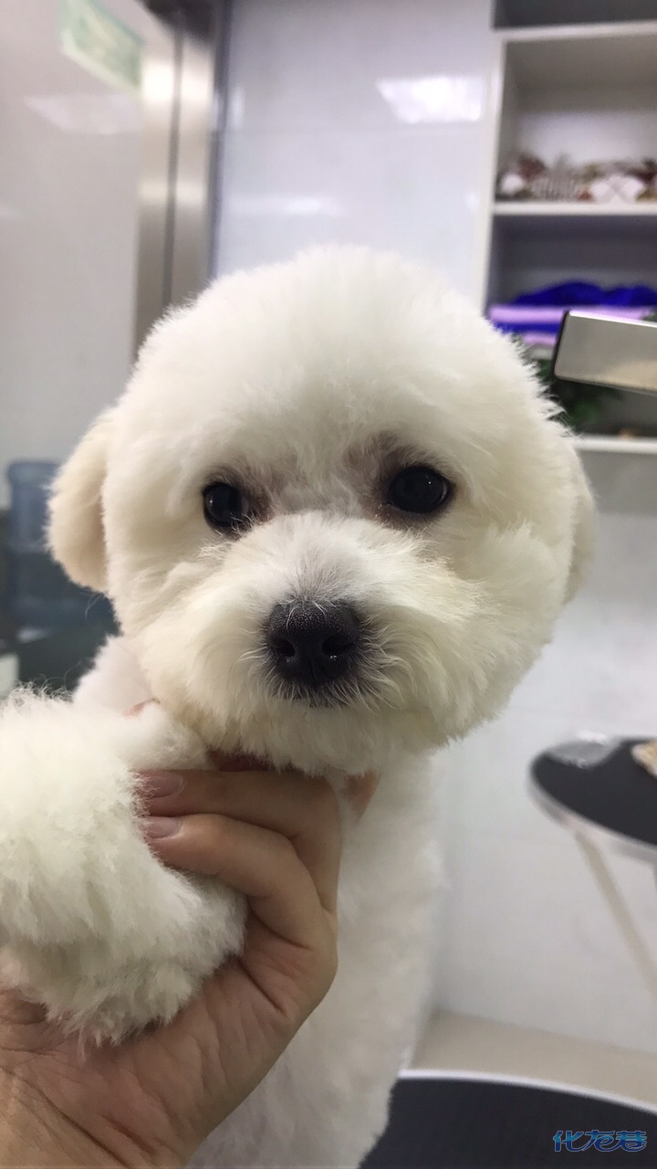 比熊犬喜欢咬主人手怎么办,比熊犬为什么爱咬人