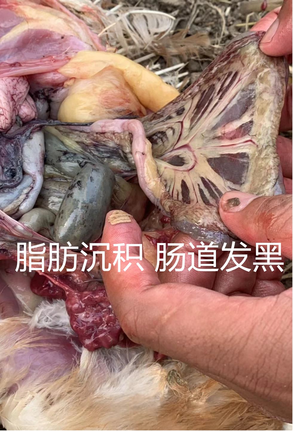 霉菌毒素对禽的危害,禽霉菌病怎么治疗
