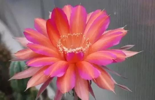 100种仙人球的品种视频,仙人球100种图片高清大图