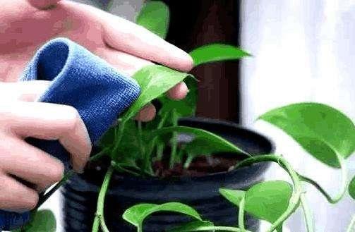 绿萝长不旺给它浇两种水,绿萝怎么养长得旺不黄叶烂根