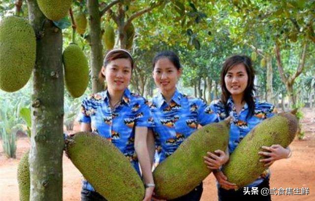 怎样知道菠萝蜜在树上熟了,菠萝蜜嫁接苗几年才能结果