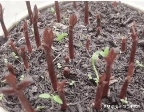 山竹吃完“核”别丢,丢水里,7天就发芽,赏完盆栽还有果子吃