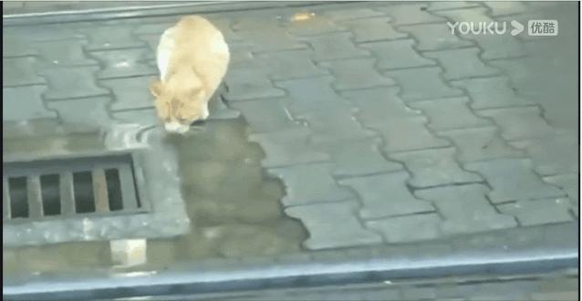 去土耳其当猫好吗,在土耳其做一只幸福的猫