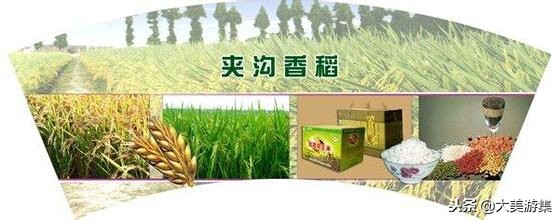 安徽夹沟香稻米,宿州夹沟香稻米最正宗在哪里