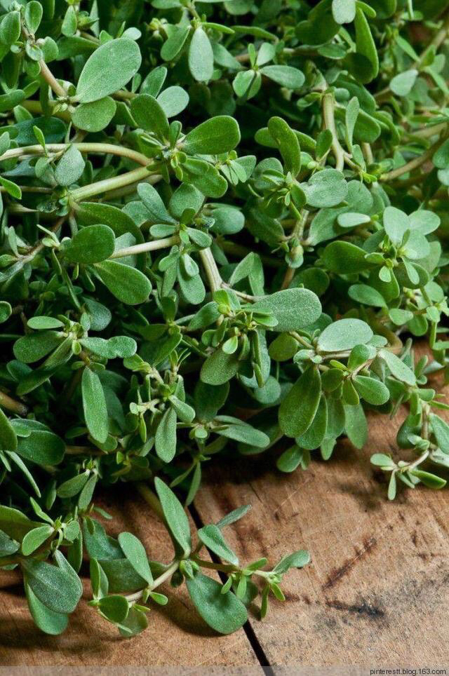 中药材马齿苋功效与作用,中药材马齿苋画法