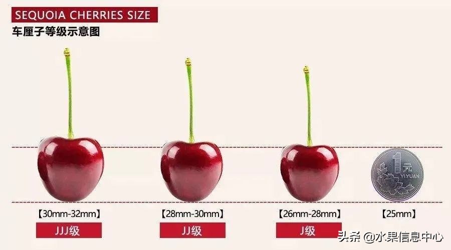 水果批发市场卖水果怎么收费,新手去水果批发市场的几大技巧