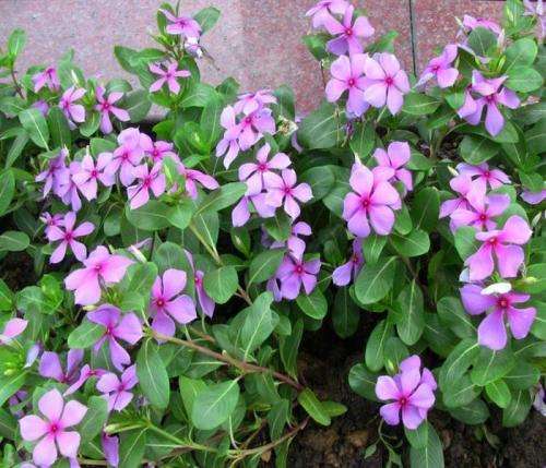 养长春花“讲究”真不少，不说还以为很好养呢？难怪养不好！