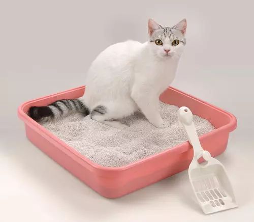 春节回家猫咪咋办,过年回老家猫咪怎么办