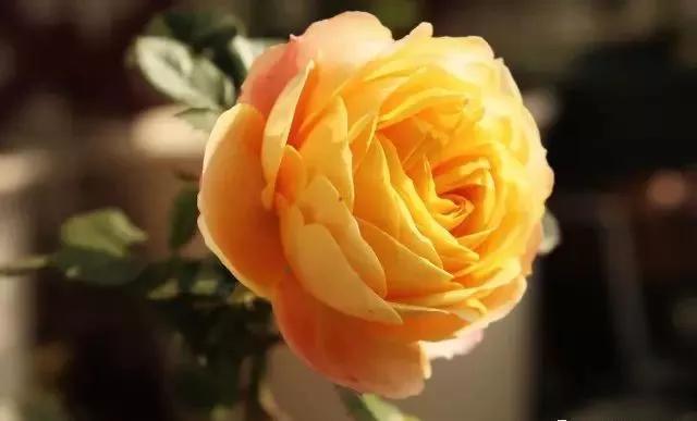 每天学习一点点——100种玫瑰品种科普