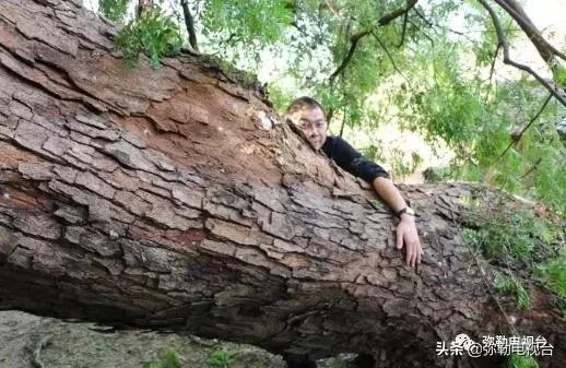 一棵被保护的百年古树,一棵百年的古树被雷击