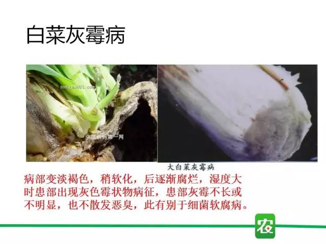 灰霉病视频图片,葡萄灰霉病和草莓灰霉病