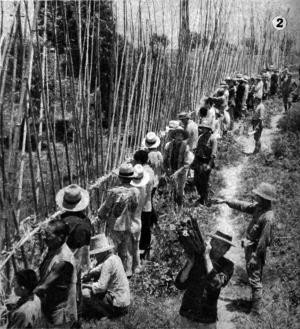 日*用军**50万根毛竹，想要围困粟裕，不料毛竹却被群众拆回家编筐