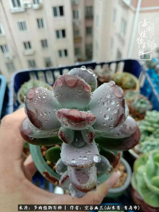 多肉最美的时光,多肉惊艳我的时光