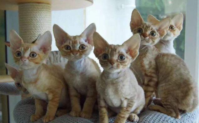 养猫必看猫咪全攻略,养猫攻略猫的品种