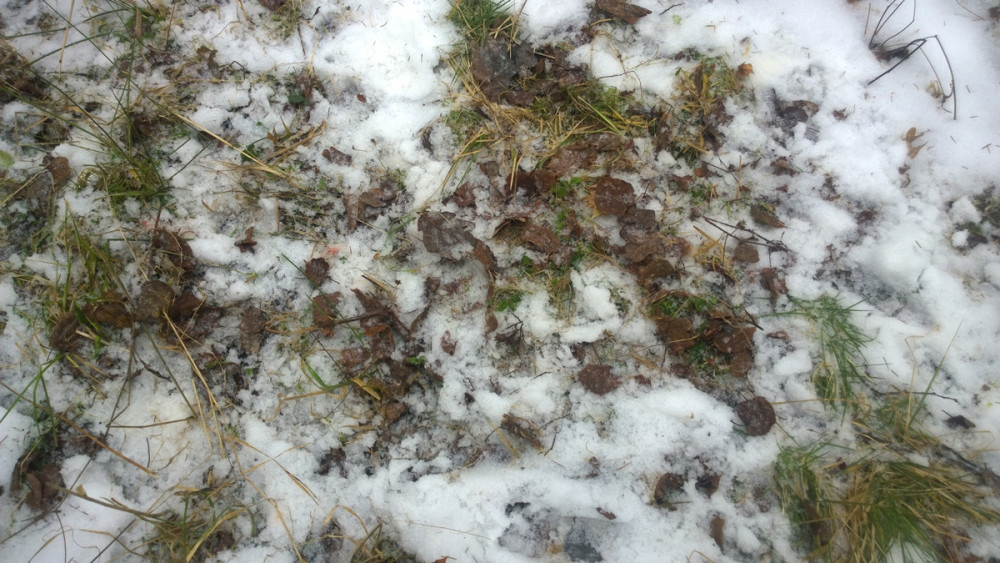 东亚貉,东亚貉入侵欧洲