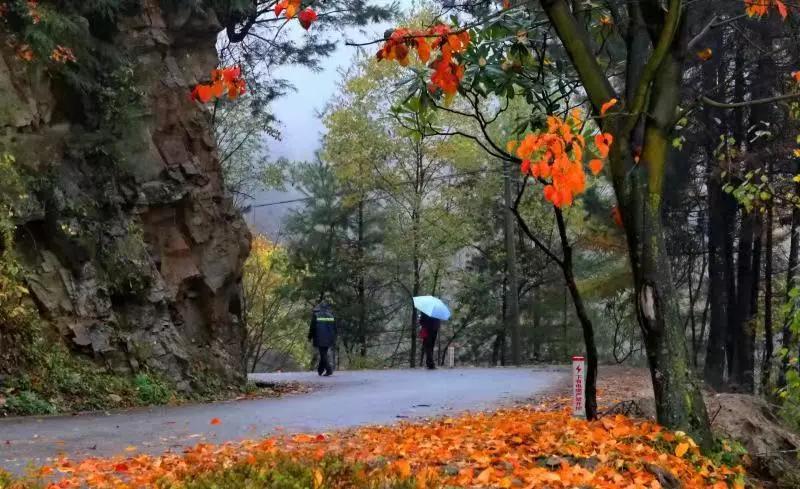 陕西汉中黎坪森林公园红叶,陕西人赏红叶好去处