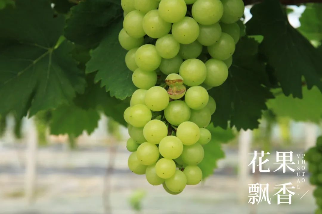 红的发黑的葡萄叫什么,25个早熟新品种葡萄解析