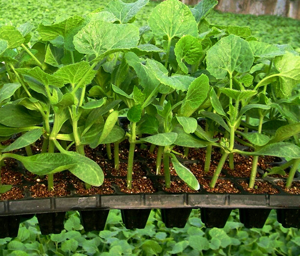 便宜又好种的小苗,便宜苗子